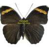 Euphaedra harpalyce spatiosa
