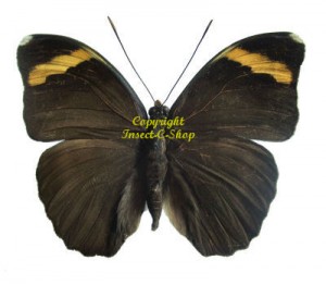 Euphaedra harpalyce spatiosa