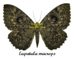 Eupatula macrops