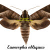 Eumorpha obliquus