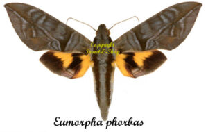 Eumorpha phorbas