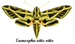 Eumorpha vitis vitis