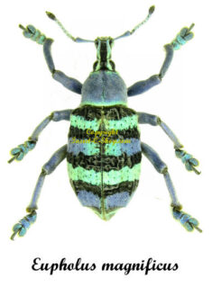 Eupholus magnificus