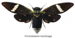 Formotosena montevaga ( étalé )