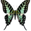 Graphium antheus