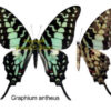 Graphium antheus - Image 2
