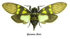 Gaeana cheni ( étalé )