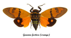 Gaeana festiva , orange ( étalé )