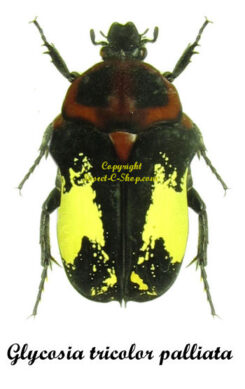 Glycosia tricolor palliata