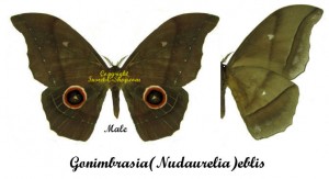 Gonimbrasia ( Nudaurelia ) eblis – Image 2