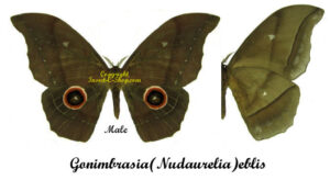 Gonimbrasia ( Nudaurelia ) eblis - Image 2