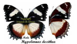 Hypolimnas dexithea - Image 2