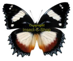 Hypolimnas dexithea