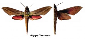 Hippotion eson – Image 2