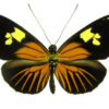 Heliconius burneyi