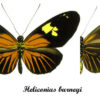 Heliconius burneyi - Image 2