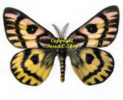 Hemileuca