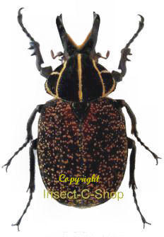 Inca clathrata clathrata - Insect collector's shop | Collectionneur d ...