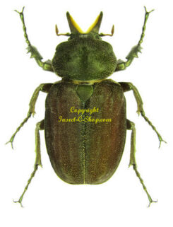 Inca pulverulentus