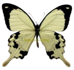 Papilio - d'Afrique