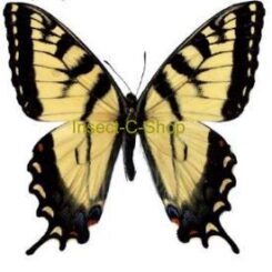 Papilio - d'Amérique / d'Europe