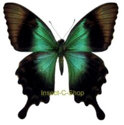 Asia / Oceania - Papilio