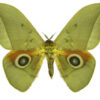 Lobobunaea goodii