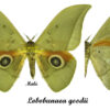 Lobobunaea goodii - Image 2