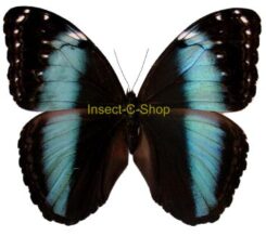 Morpho achilles