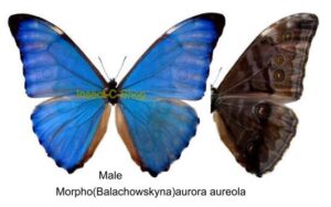 Morpho aurora aureola - Image 2