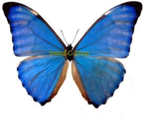 Morpho aurora aureola