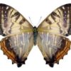 Morpho ( Cytheritis ) sulkowskyi - Image 2