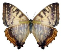 Morpho ( Cytheritis ) sulkowskyi