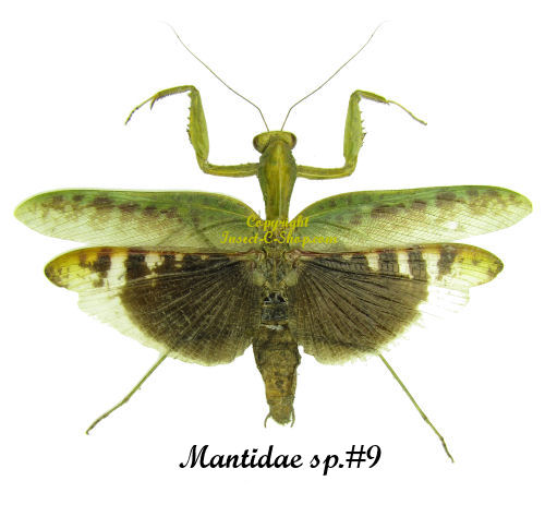 Mantida Mantidae - Alchetron, The Free Social Encyclopedia