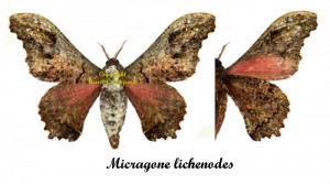 Micragone lichenodes – Image 2