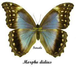 Morpho didius