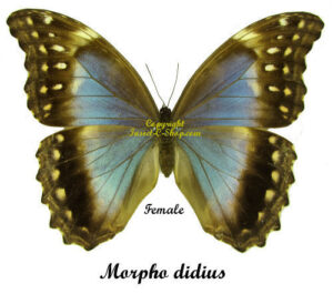 Morpho didius
