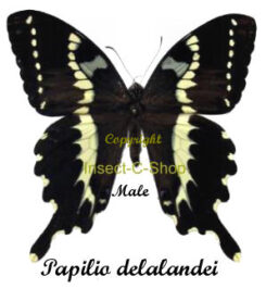 Papilio delalandei