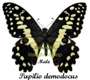 Papilio ( Princeps ) demodocus demodocus