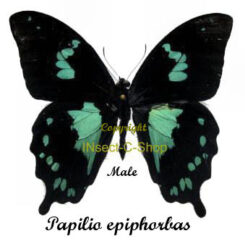 Papilio epiphorbas