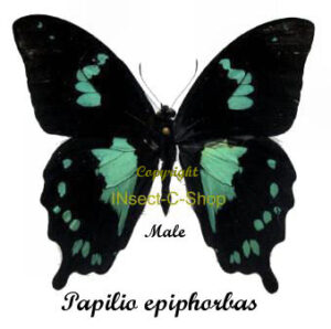 Papilio epiphorbas