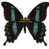 Papilio ( Nireopapilio ) hornimani hornimani