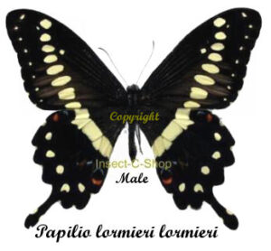 Papilio ( Druryia ) lormieri lormieri