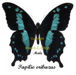 Papilio oribazus