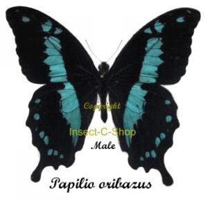 Papilio oribazus