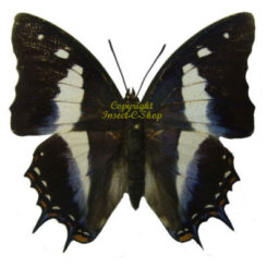 Polyura schreiber assamensis