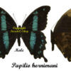 Papilio ( Nireopapilio ) hornimani hornimani - Image 2