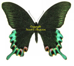 Papilionidés