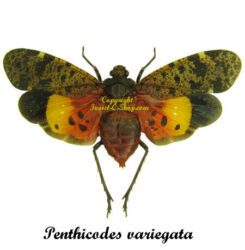 Penthicodes variegata ( spread )