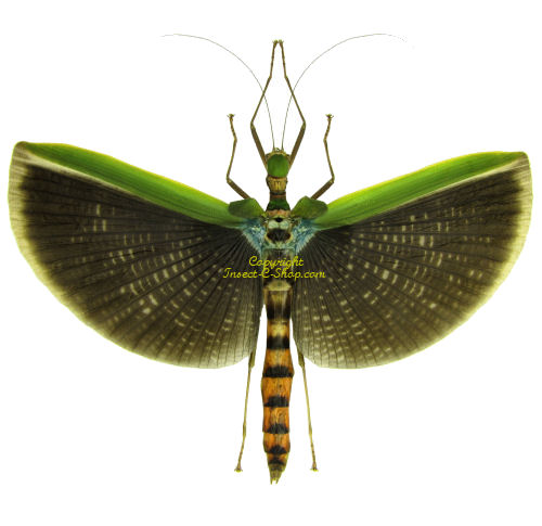 phasmidae